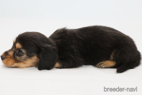 成約済の神奈川県のミニチュアダックスフンド(ロングヘアード)-306791の5枚目